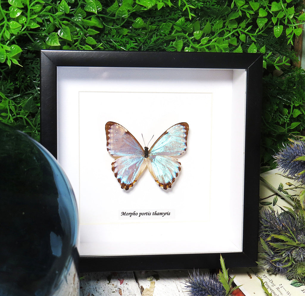 Morpho portis 