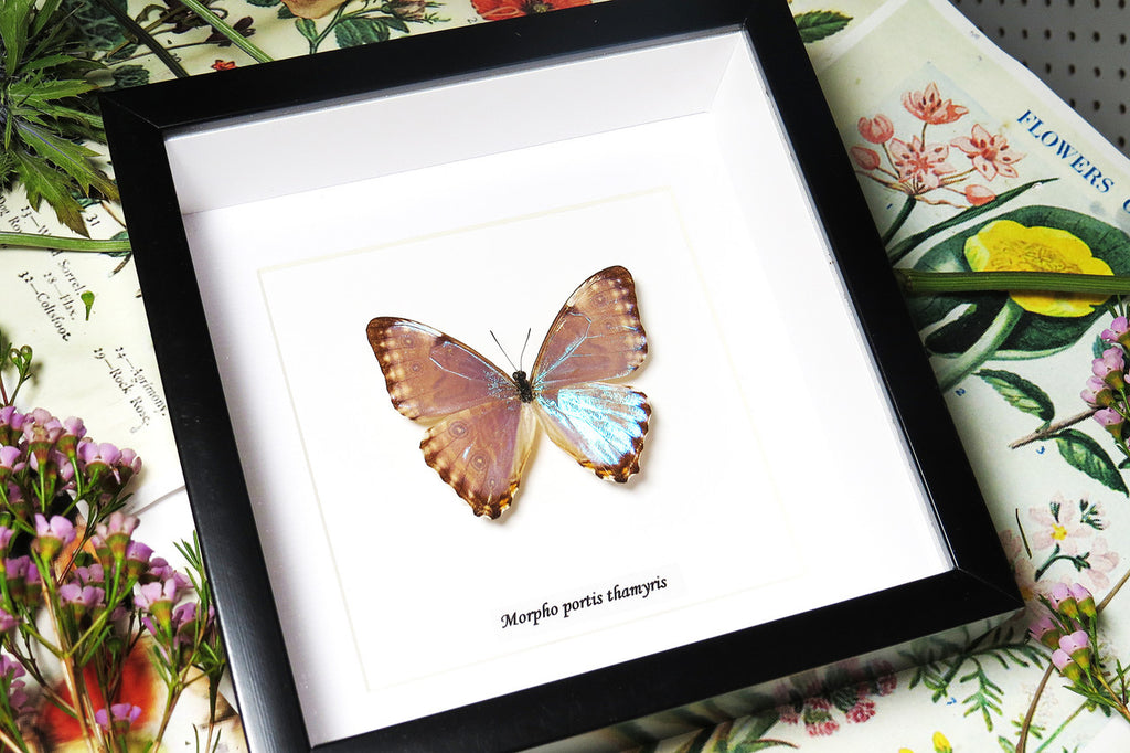 Morpho portis 