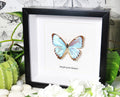 Morpho portis 