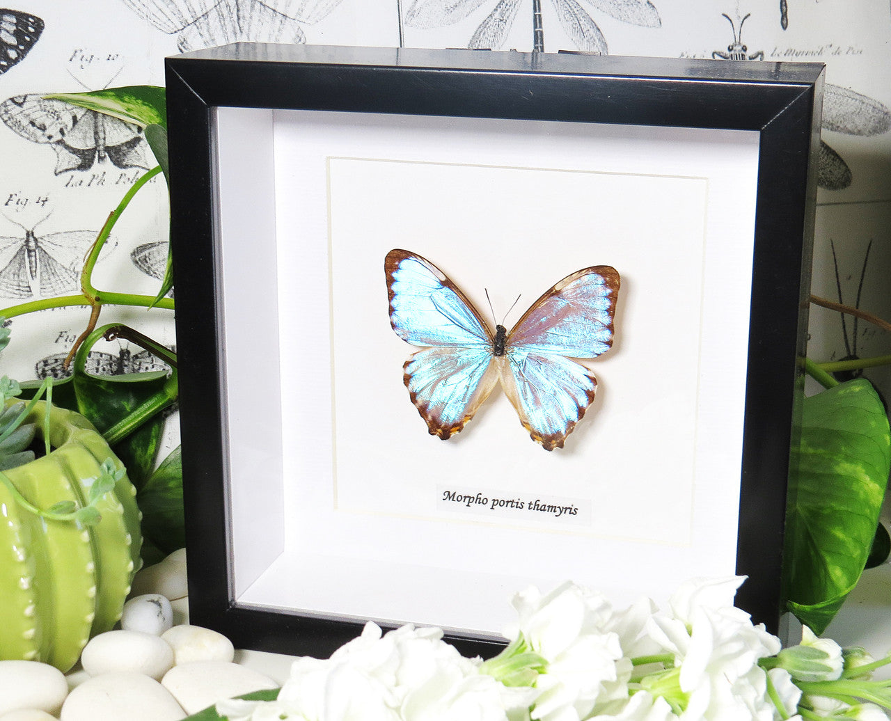 Morpho portis 