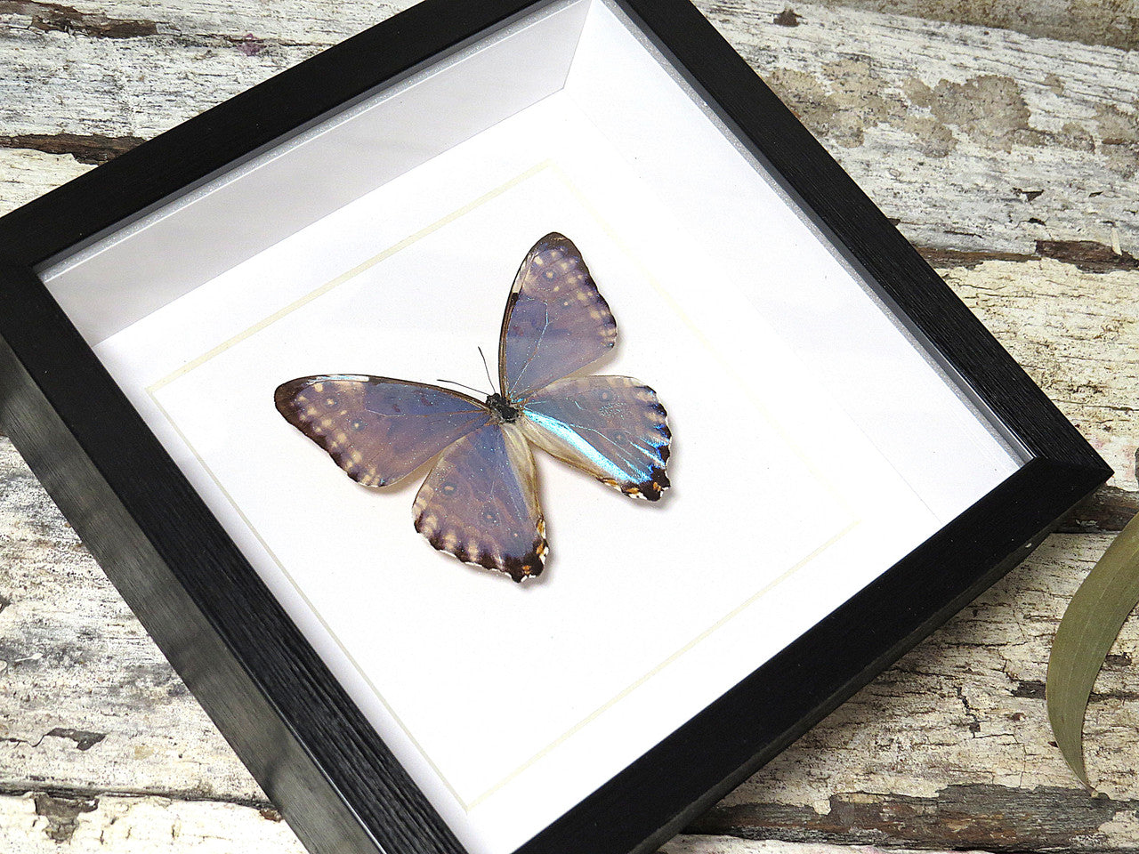 標本 Brazil Morpho portis thamyris 71mm Morpho portis thamyris – Bits & Bugs