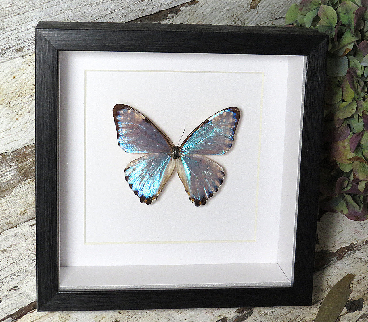 標本 Brazil Morpho portis thamyris 71mm Morpho portis thamyris – Bits & Bugs