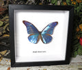 Morpho rhetenor cacica