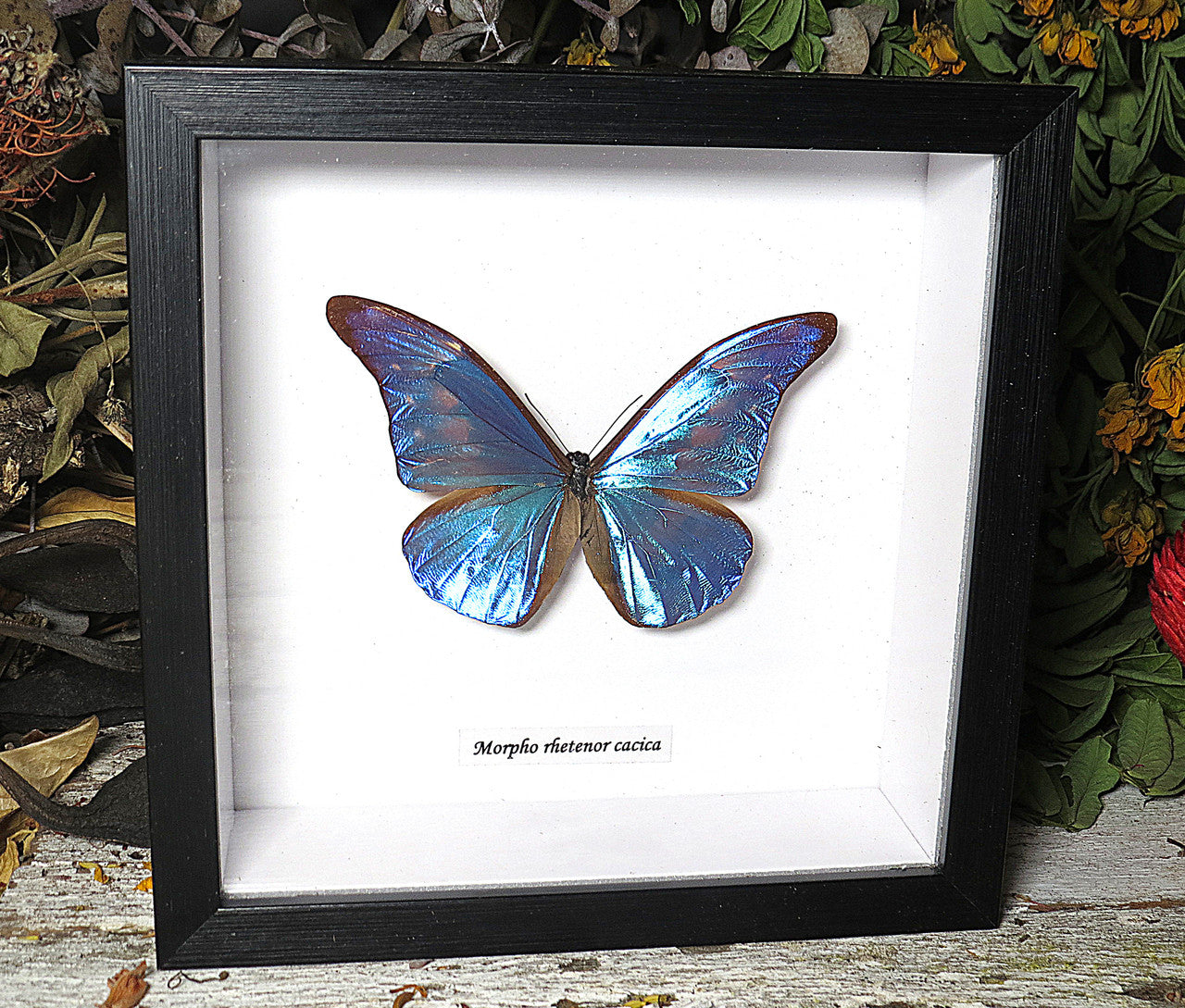 Morpho rhetenor cacica