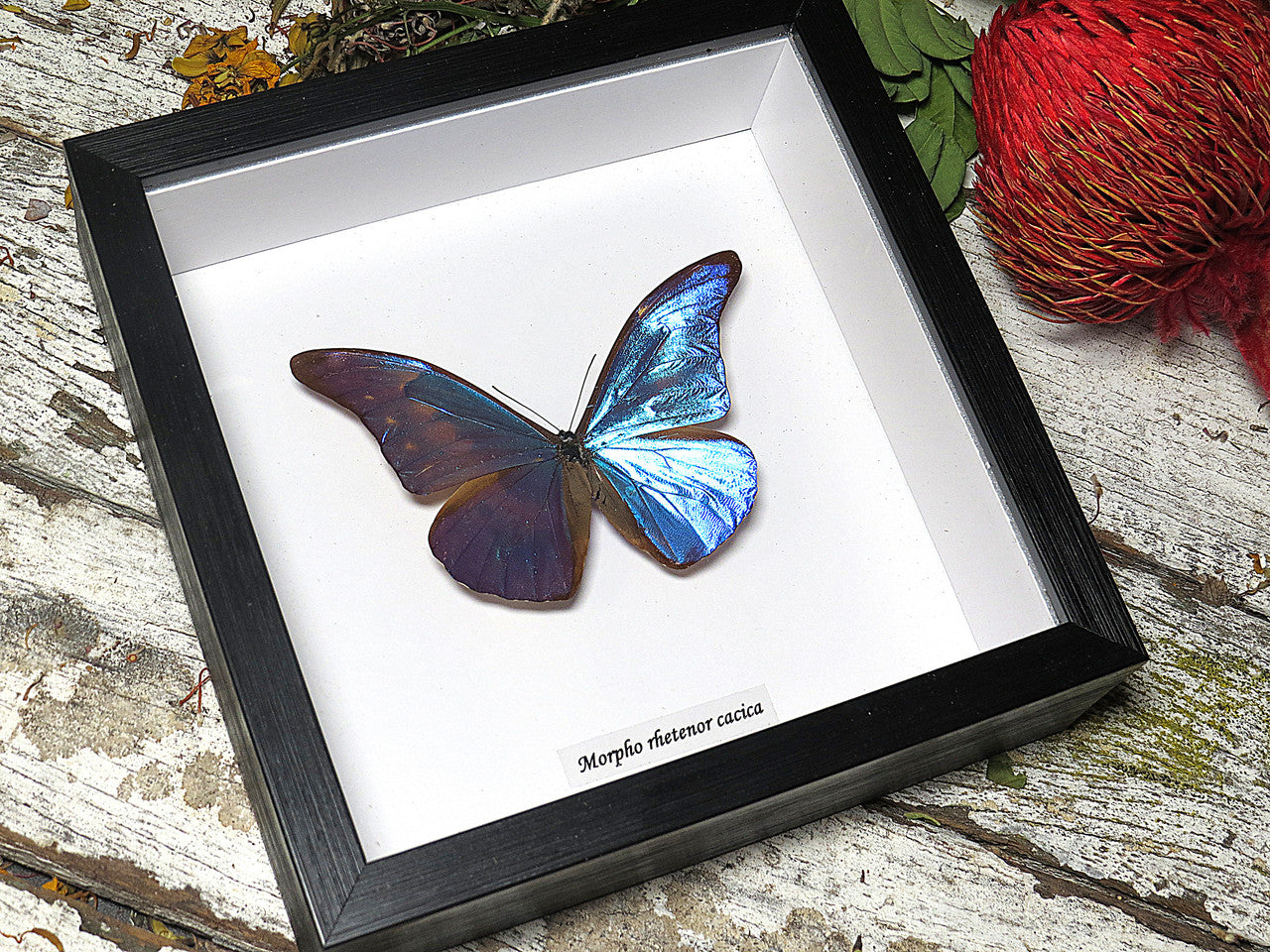 Morpho rhetenor cacica