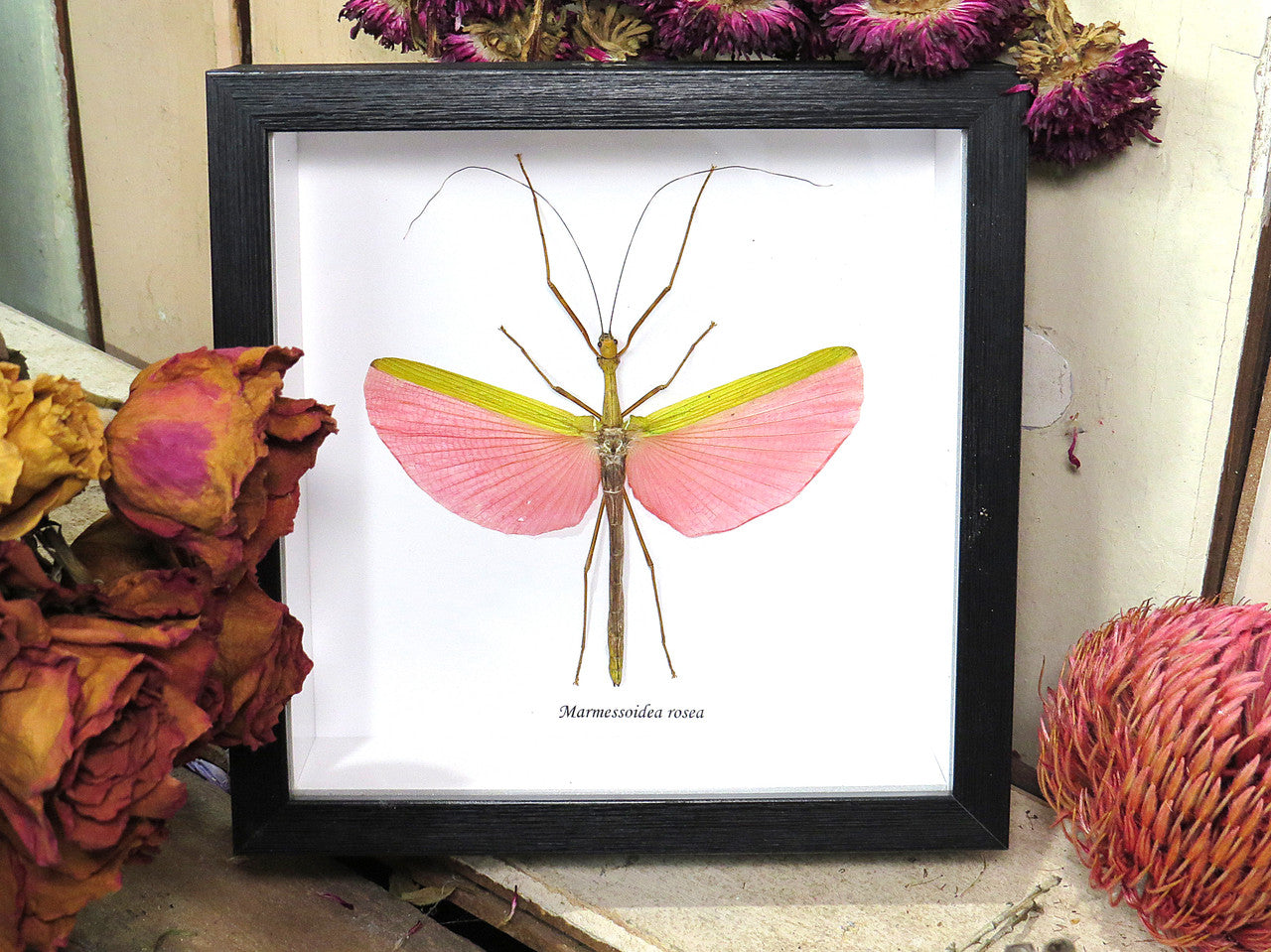 Marmessoidea rosea