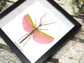 Marmessoidea rosea