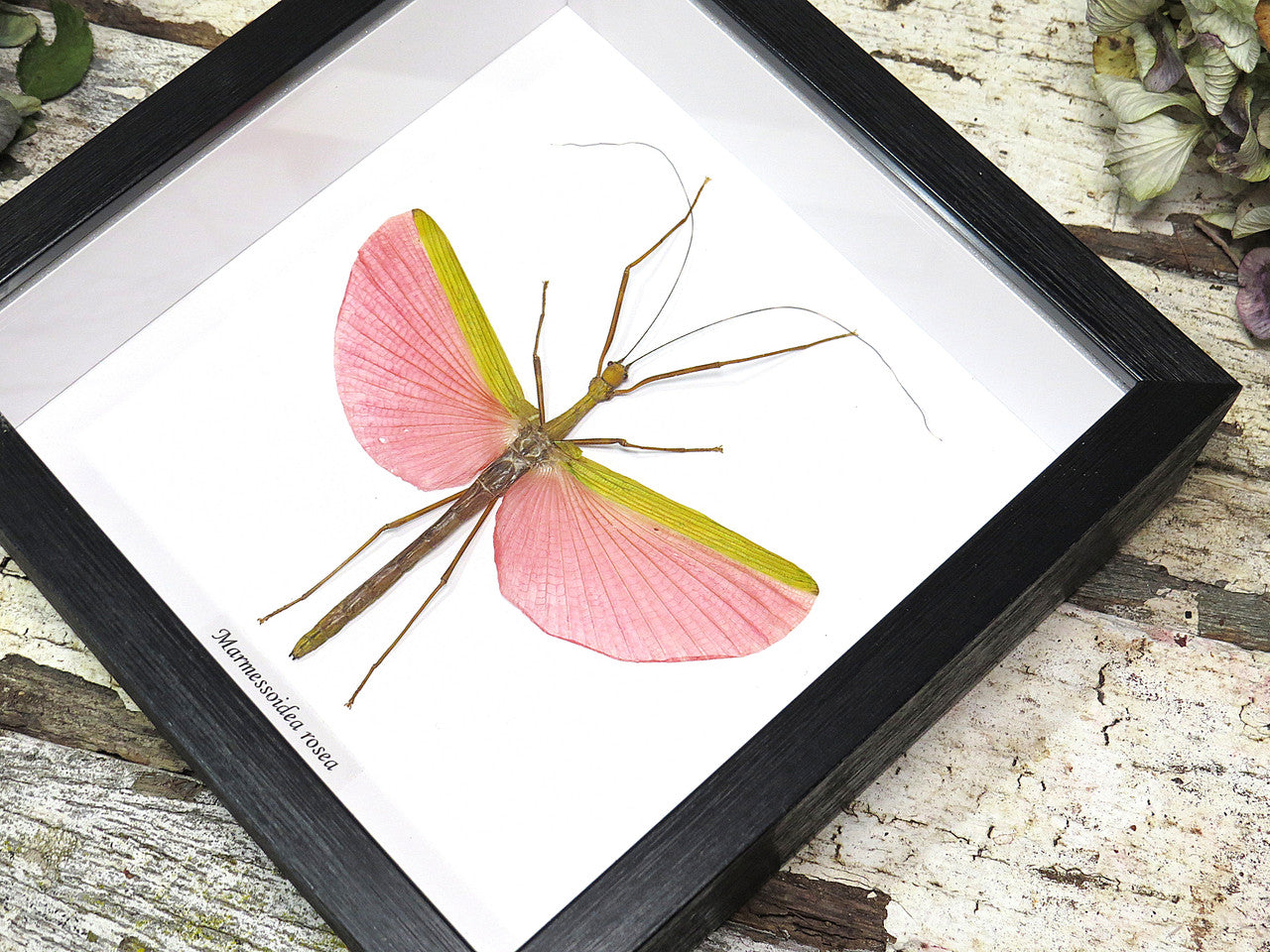 Marmessoidea rosea