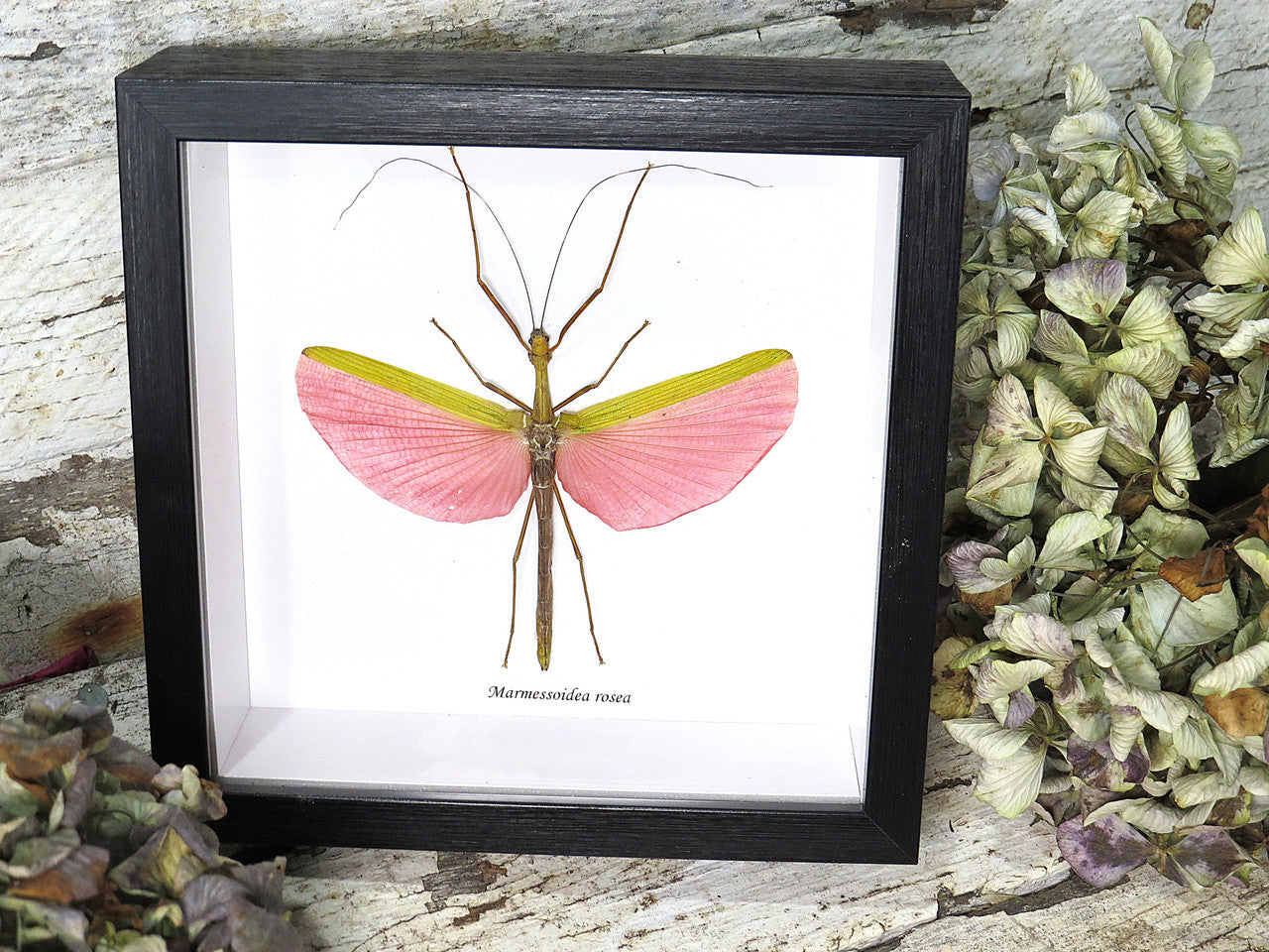 Marmessoidea rosea