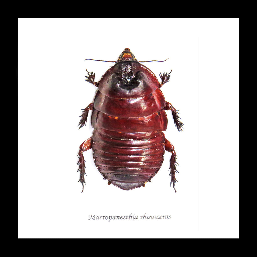 Macropanesthia rhinoceros  Bits & Bugs 
