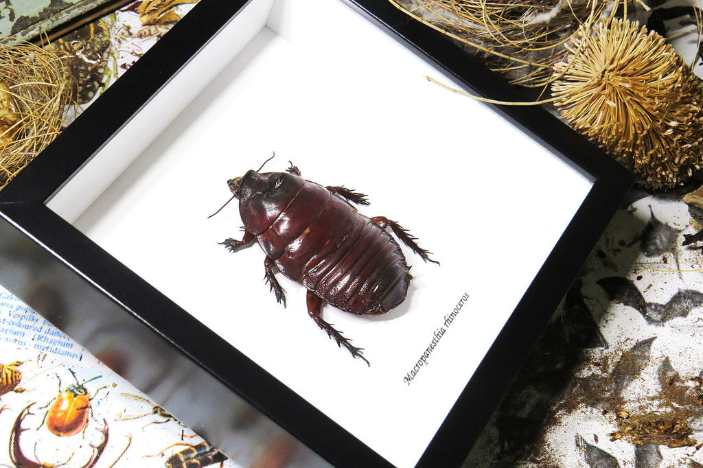 Macropanesthia rhinoceros  Bits & Bugs 