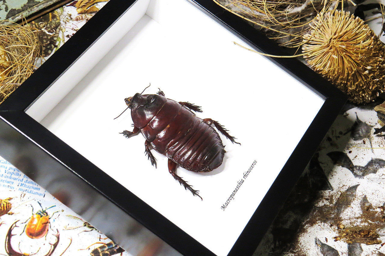 Macropanesthia rhinoceros  Bits & Bugs 