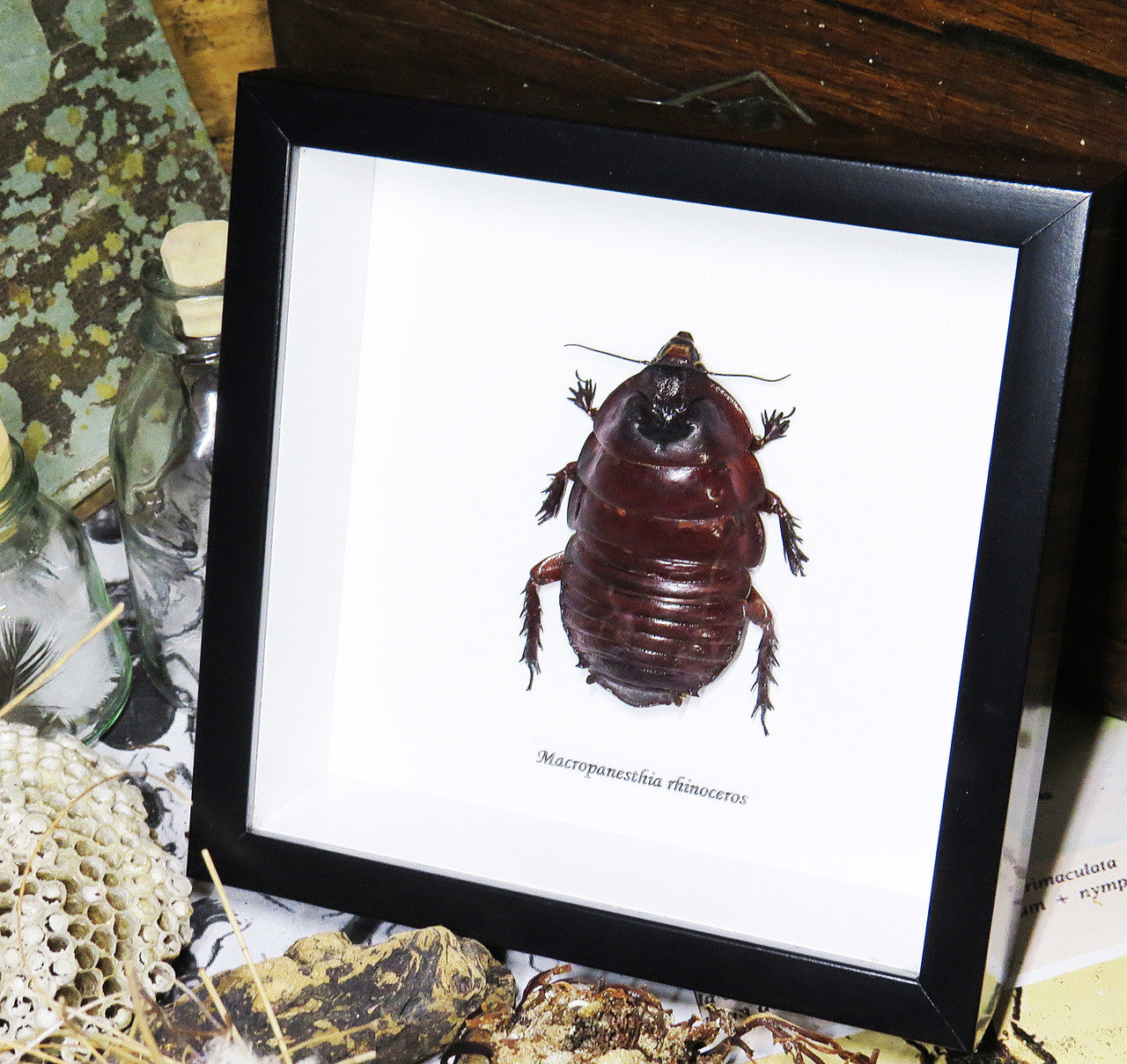 Macropanesthia rhinoceros  Bits & Bugs 