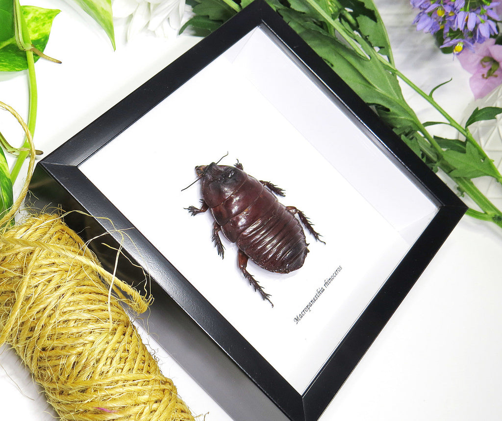 Macropanesthia rhinoceros  Bits & Bugs 