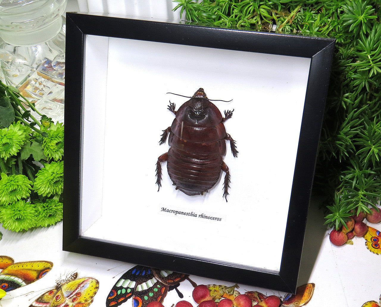 Macropanesthia rhinoceros  Bits & Bugs 
