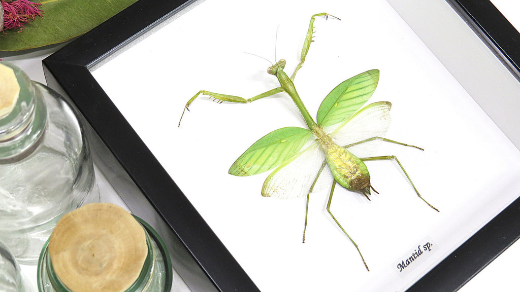 Australian insect Bits & Bugs