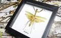 Mantid Praying Mantis Australian insect Bits & Bugs 
