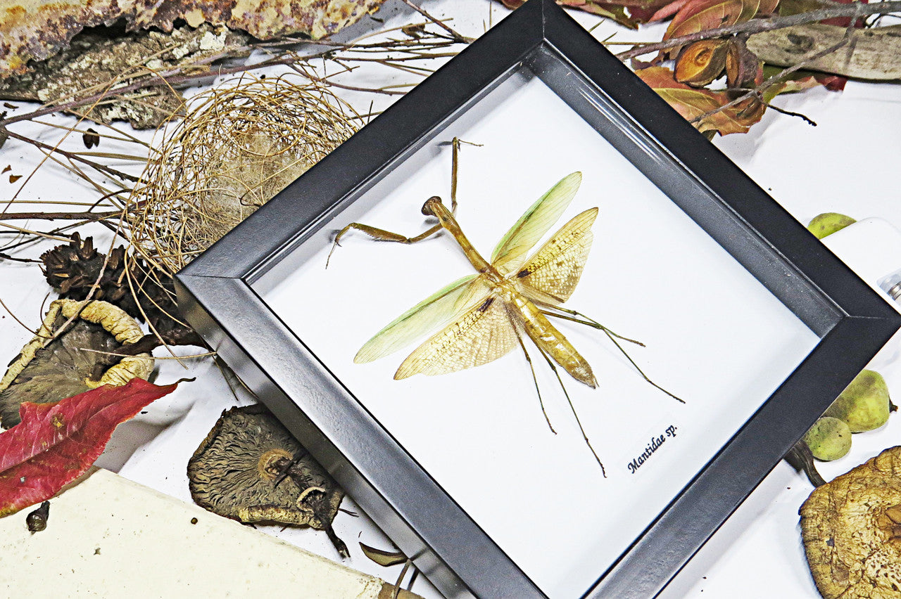 Mantid Praying Mantis Australian insect Bits & Bugs 