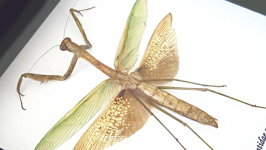 Mantid Praying Mantis Australian insect Bits & Bugs 