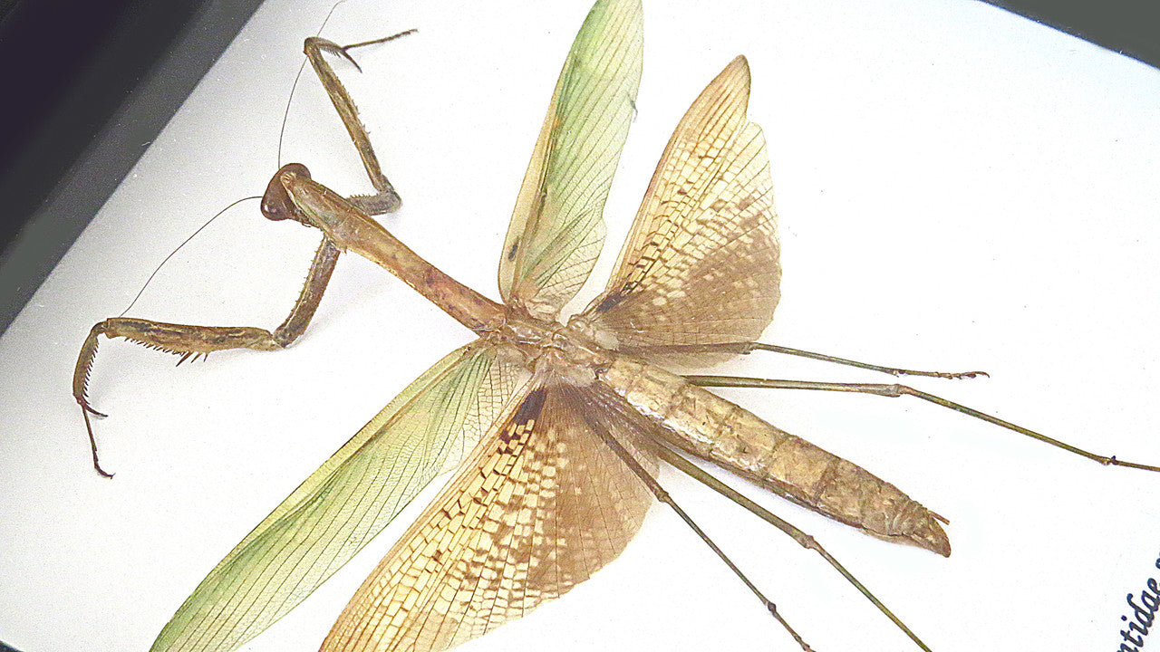 Mantid Praying Mantis Australian insect Bits & Bugs 