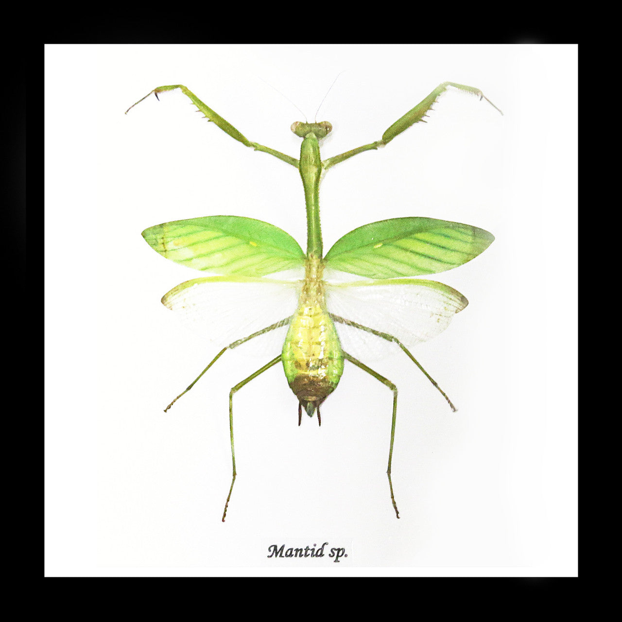 Mantid insect Bits & Bugs 