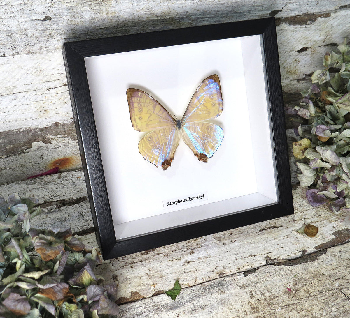 Morpho sulkowskyi