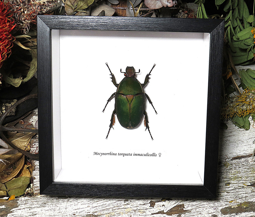 Mecynorrhina torquata immaculicollis