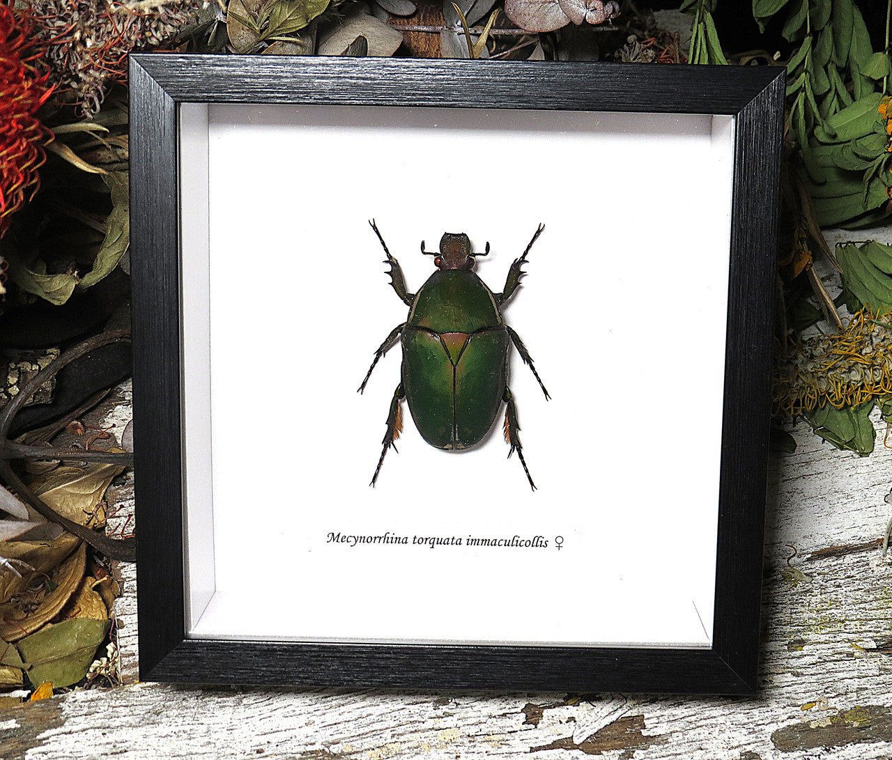 Mecynorrhina torquata immaculicollis