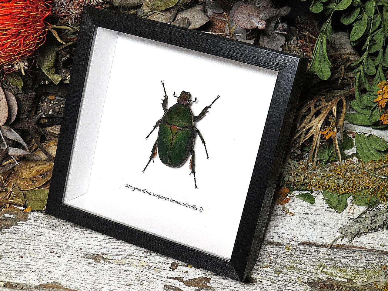 Mecynorrhina torquata immaculicollis