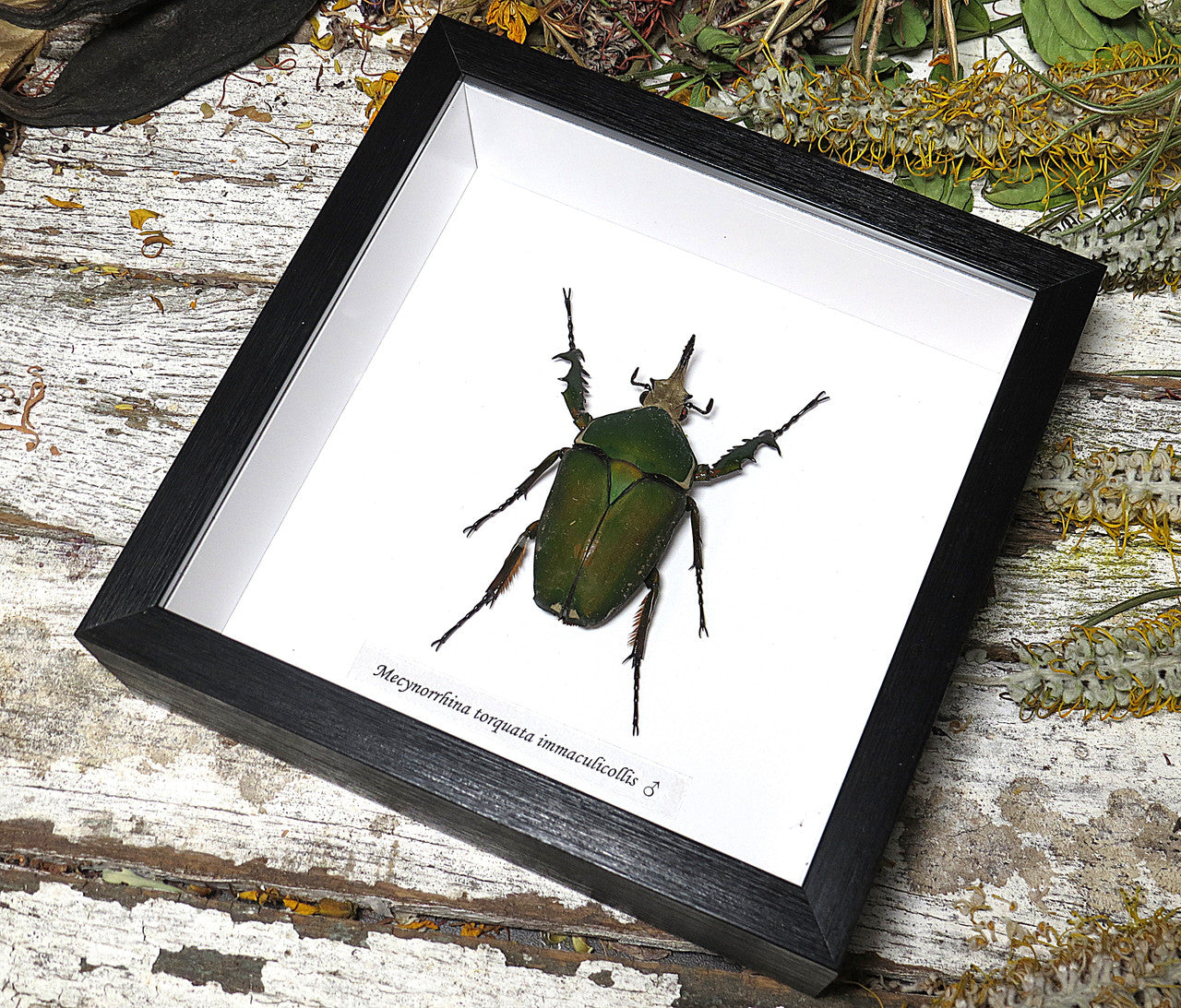 Mecynorrhina torquata immaculicollis male 