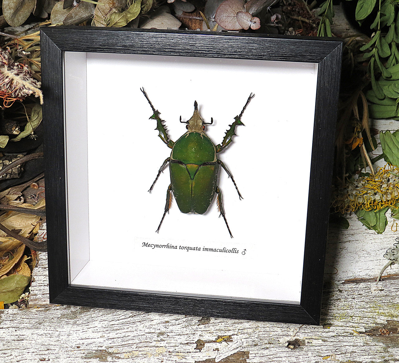 Mecynorrhina torquata immaculicollis male 