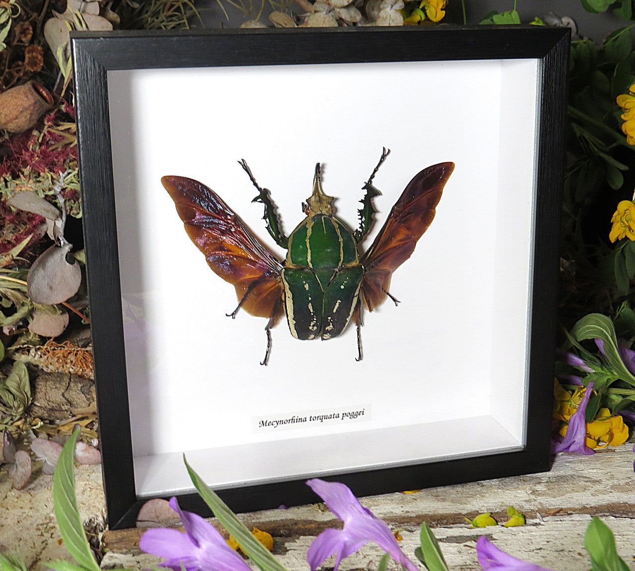 Mecynorrhina torquata poggei