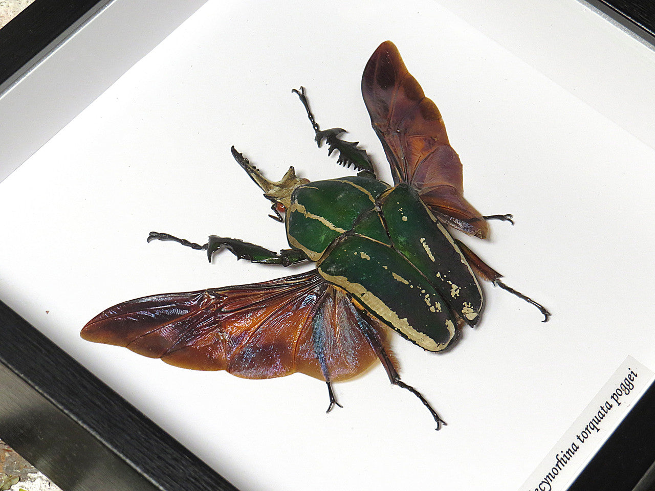 Mecynorrhina torquata poggei