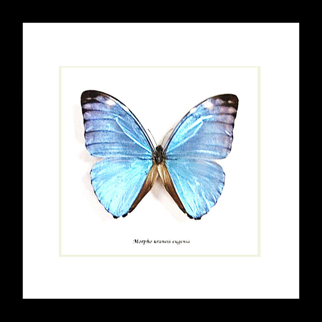 Taxidermy real butterflyMorpho eugenia Bits&Bugs 