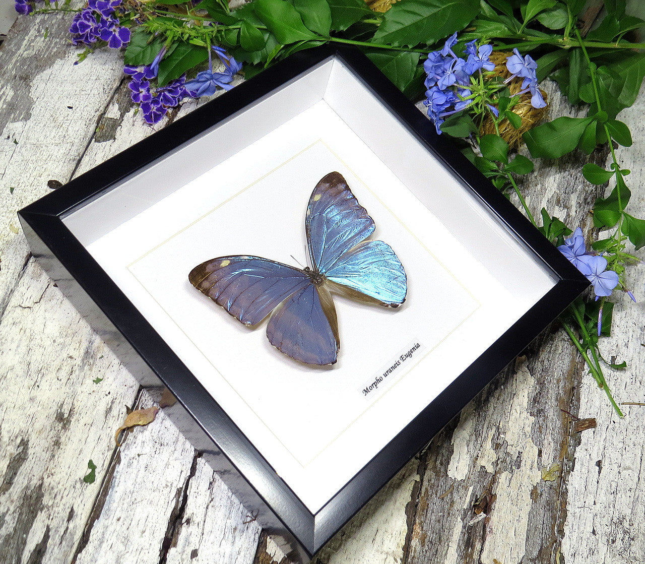 Morpho eugenia