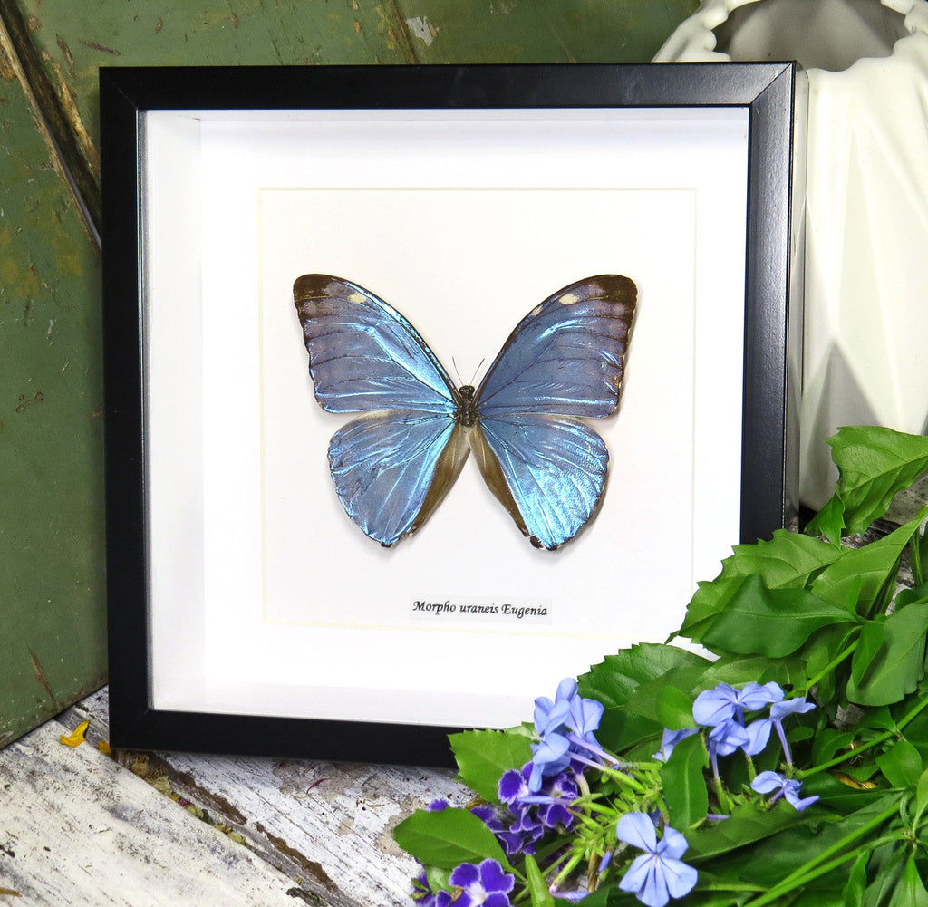 Morpho eugenia