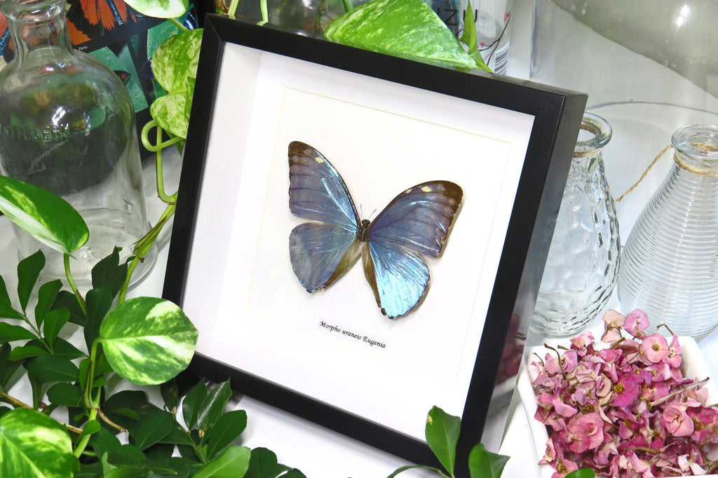 Morpho eugenia