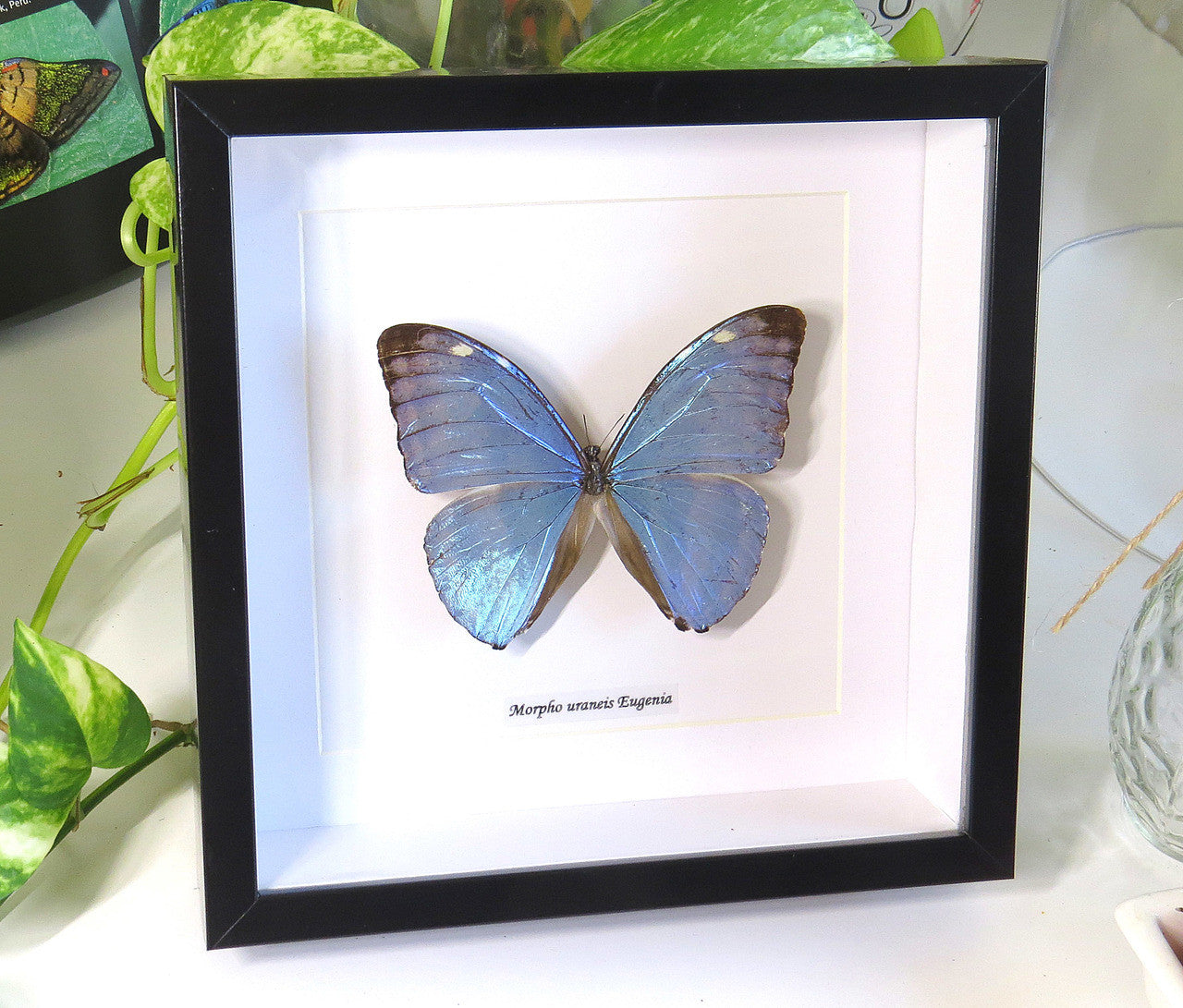 Morpho eugenia