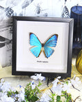 Morpho zephyritis