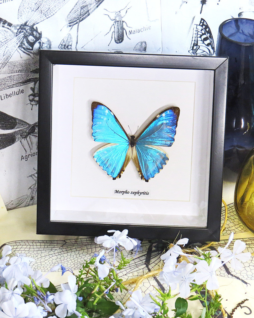 Morpho zephyritis