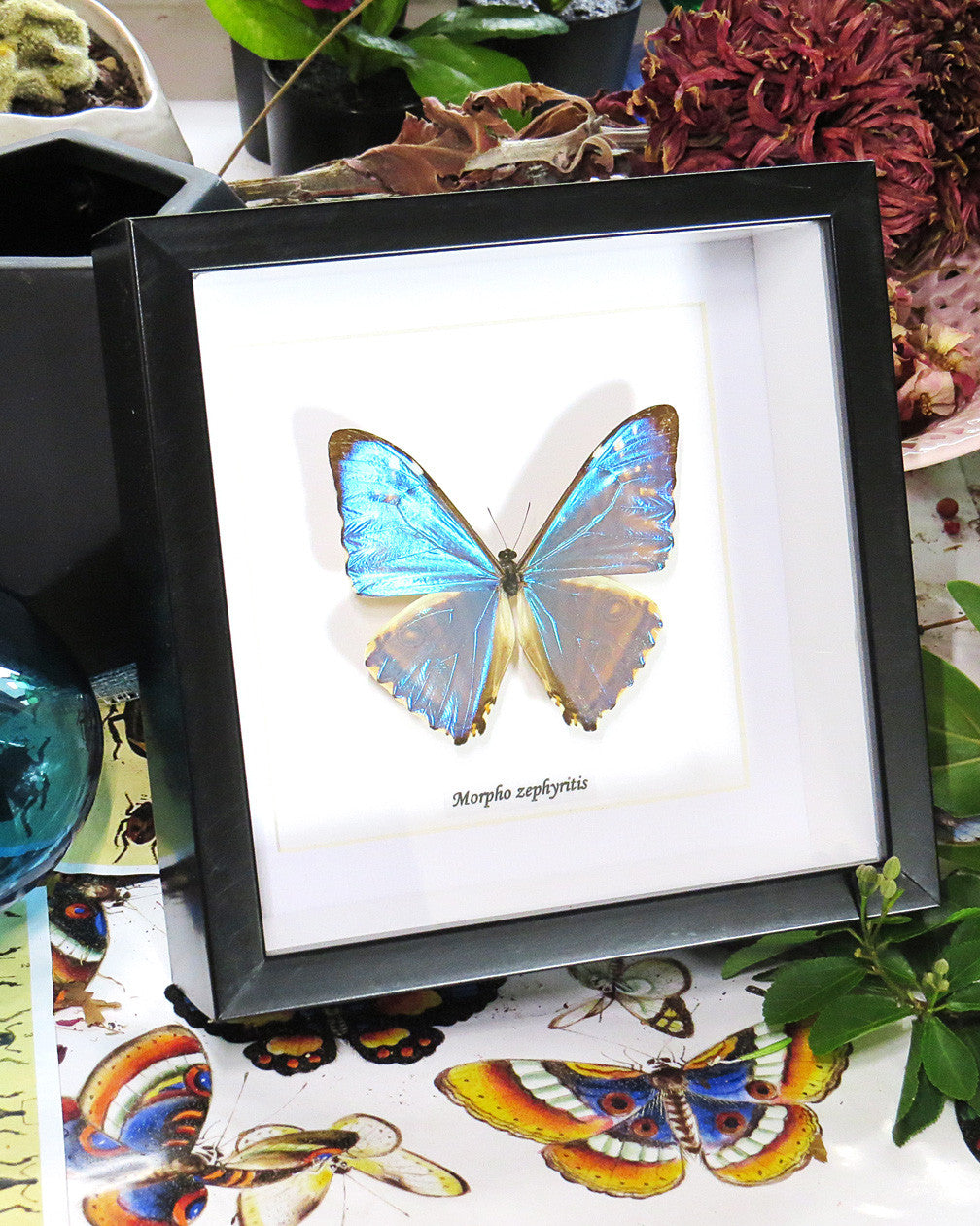 Morpho zephyritis