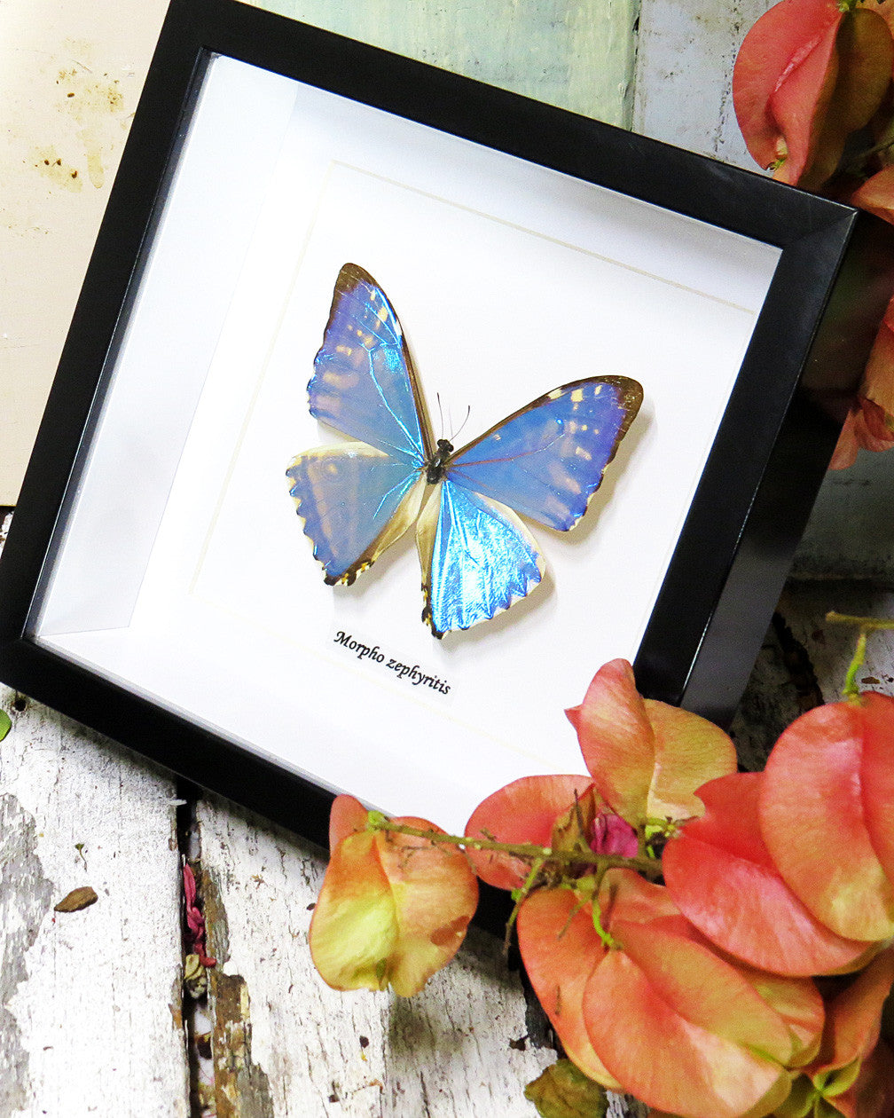 Morpho zephyritis