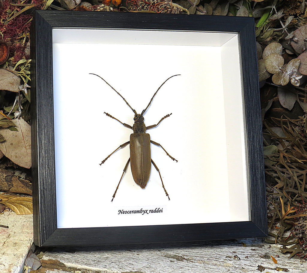 Neocerambyx raddei