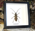 Neocerambyx raddei
