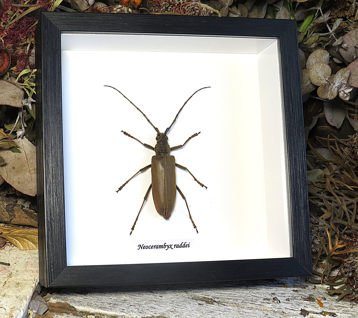 Neocerambyx raddei