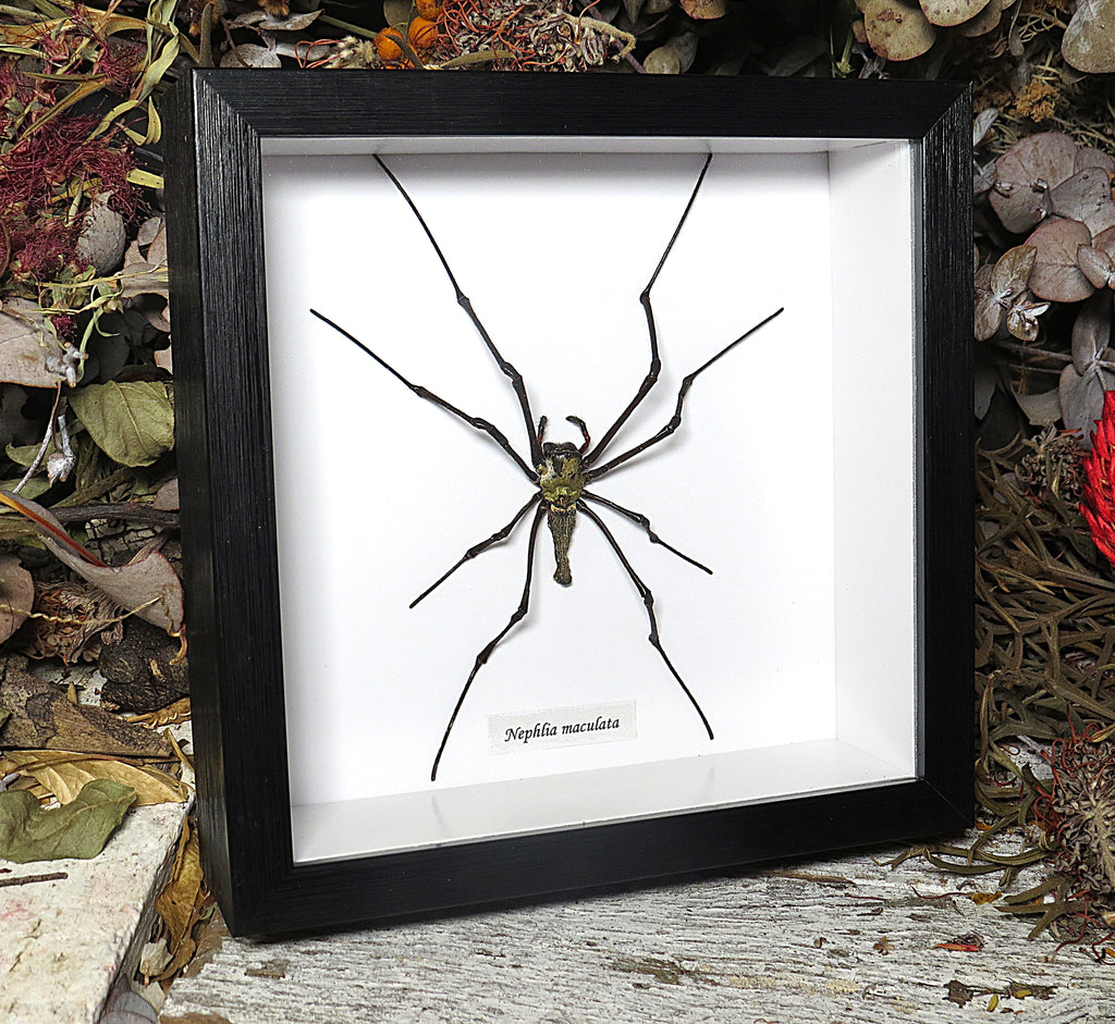 Nephlia maculata medium