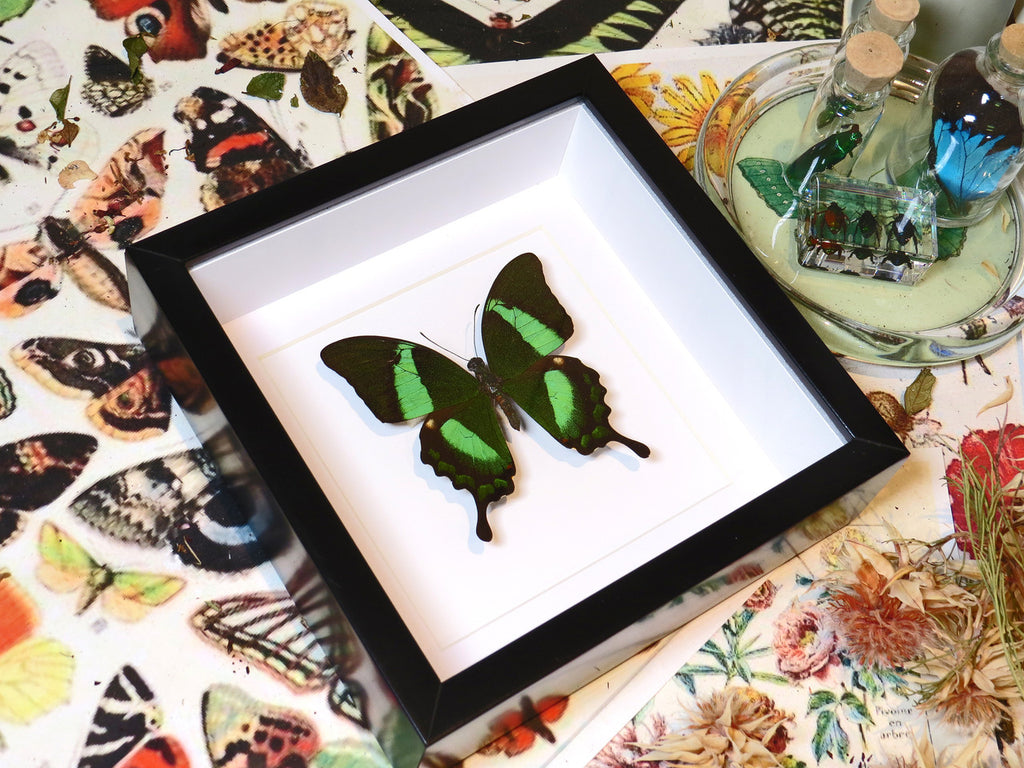 Papilio palinurus