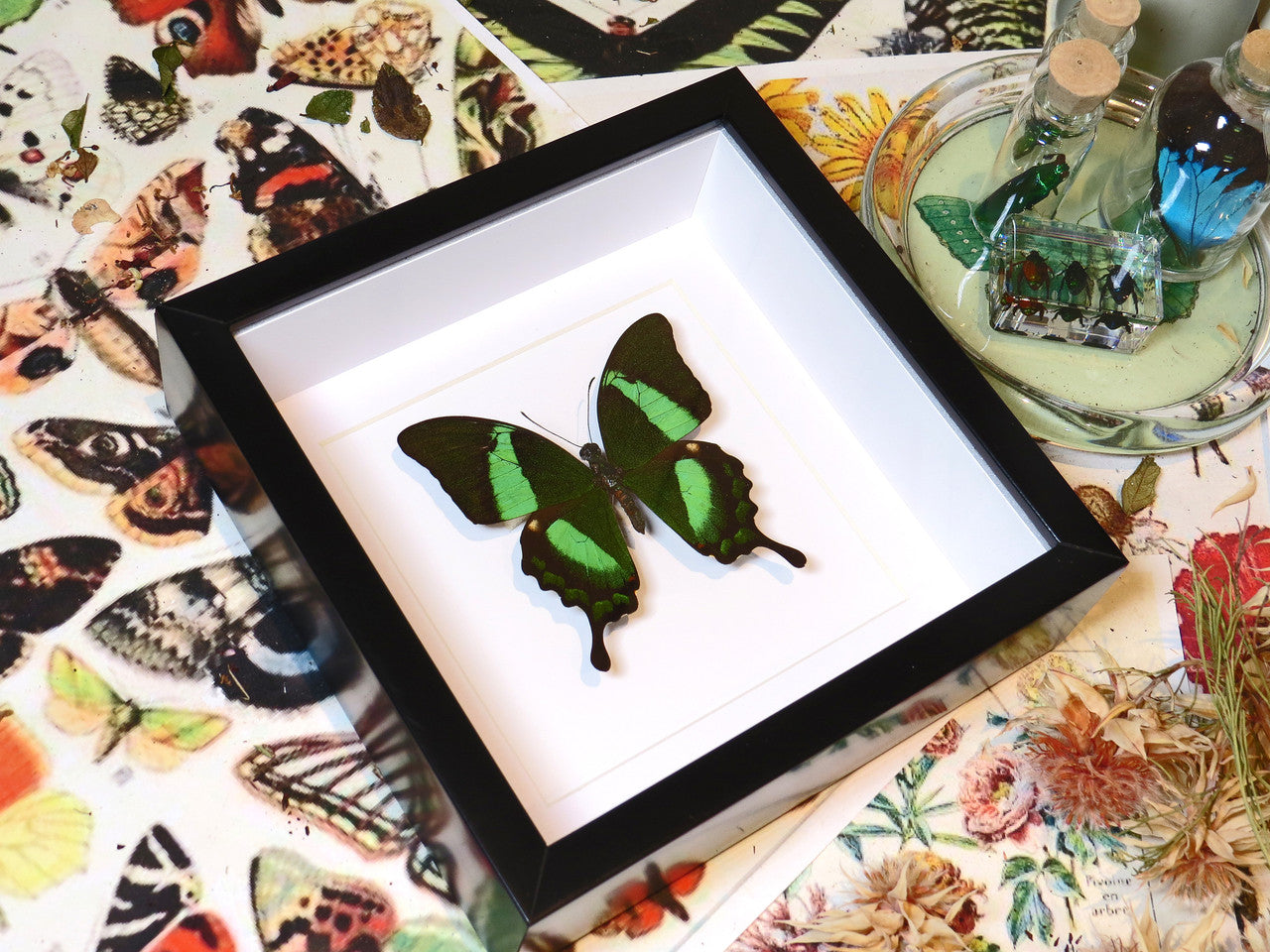 Papilio palinurus