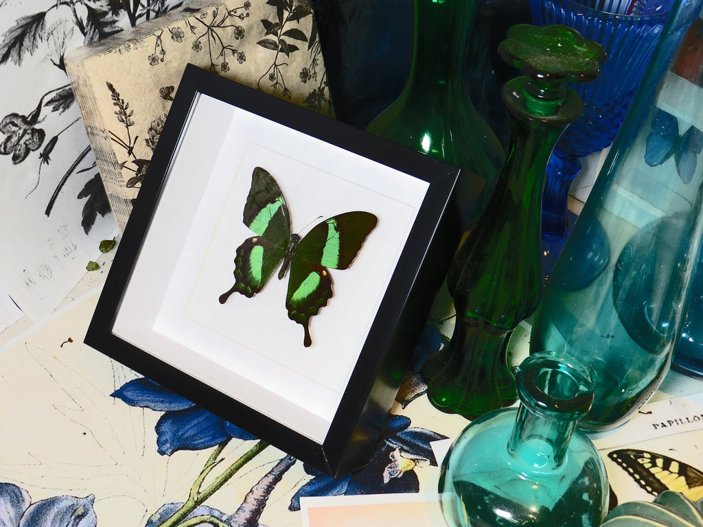 Papilio palinurus matt