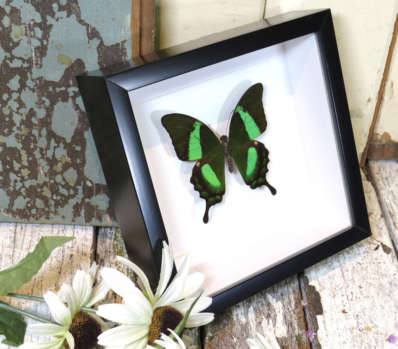 Papilio palinurus